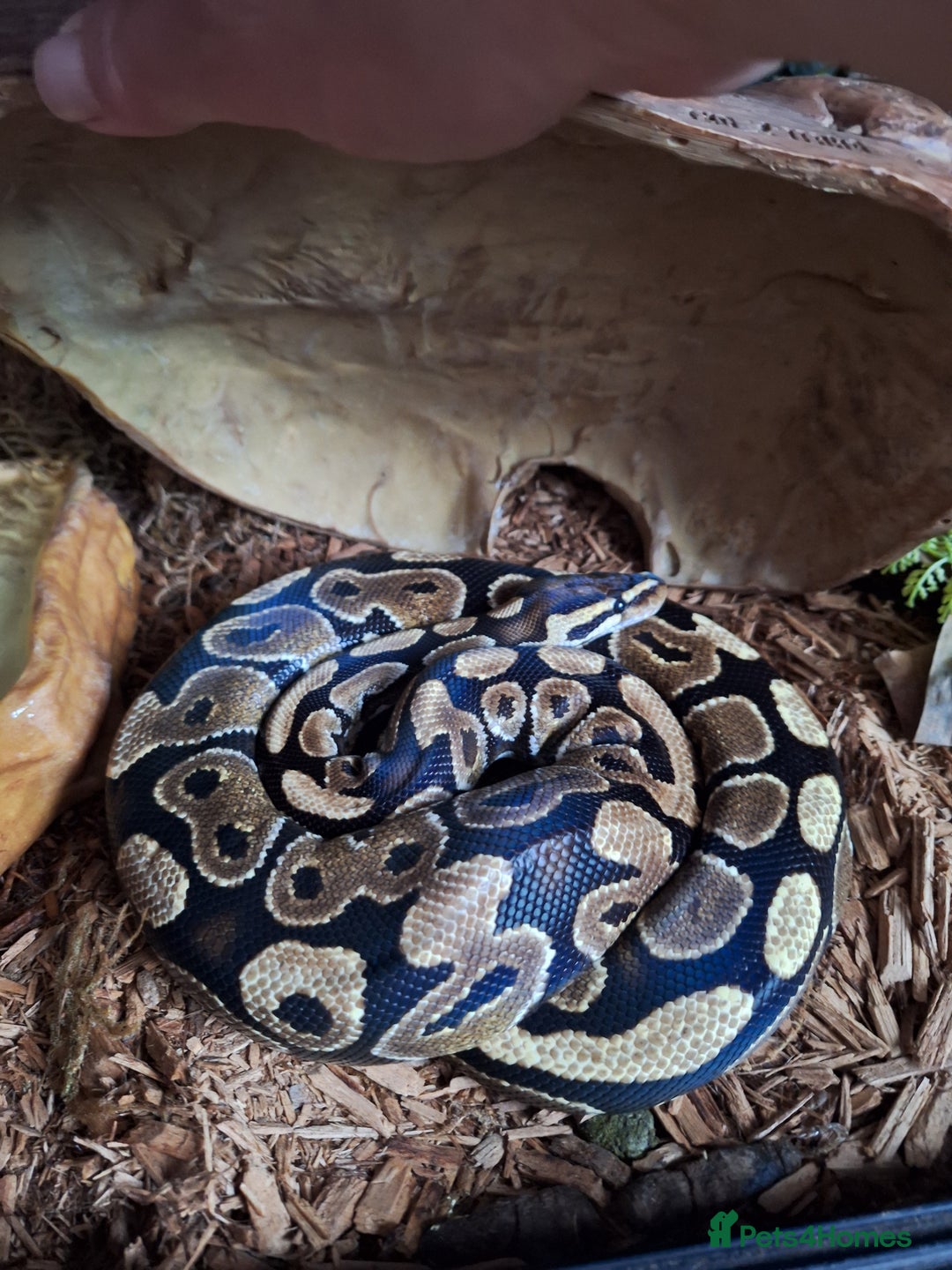 Python Snake reptiles for sale: Royal python and set-up for sale - Image 1