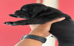Staffordshire Bull Terrier dogs for sale: Outstanding KC blue gene carriers - Image 4