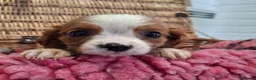 Cavalier King Charles Spaniel dogs for sale: Cavalier king charles pups - Advert 10