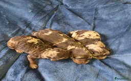 Cockapoo dogs for sale: Cockapoo puppies - Image 20