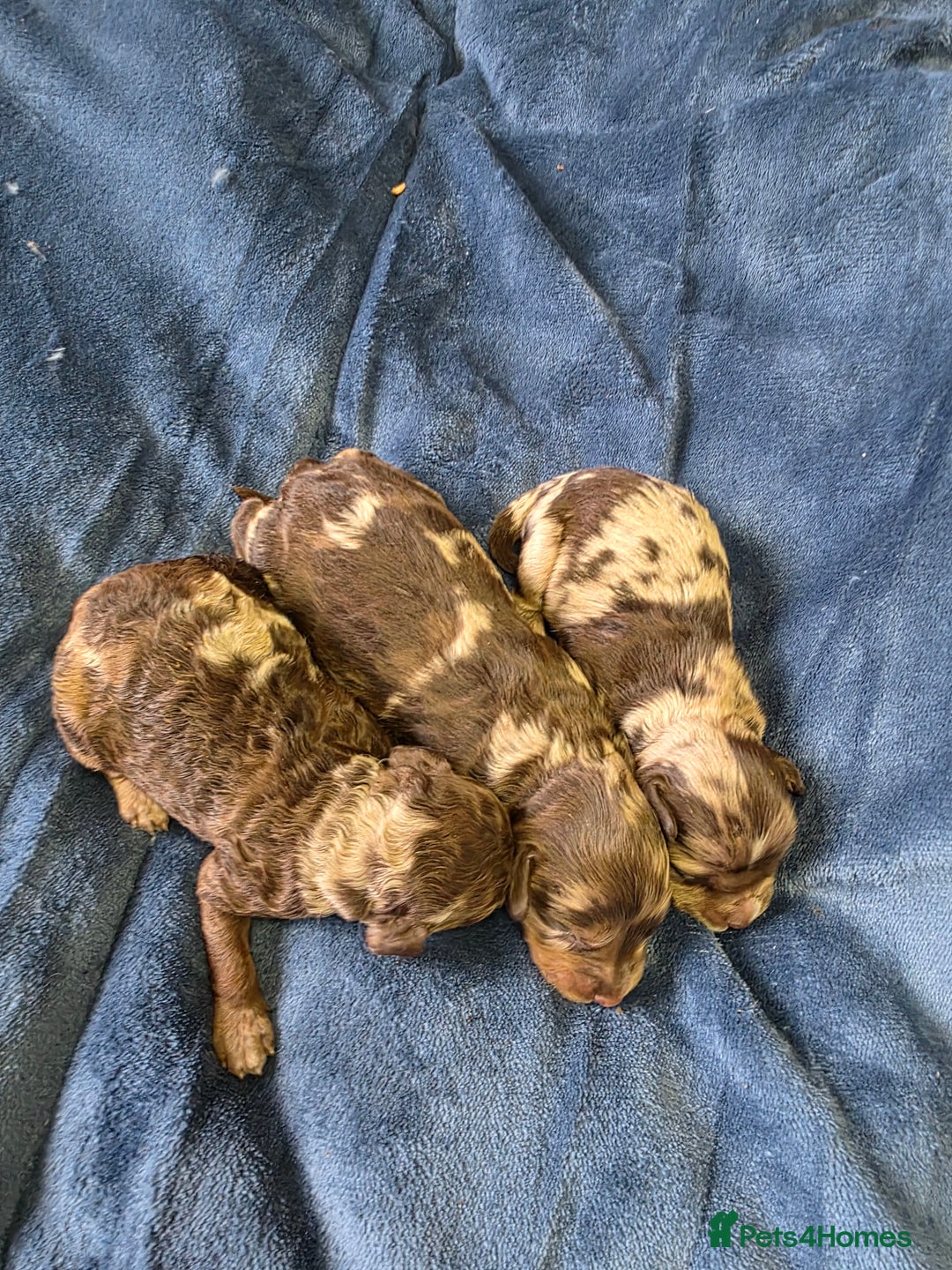 Cockapoo dogs for sale: Cockapoo puppies - Image 20