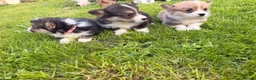 Welsh Corgi Pembroke dogs for sale: Kc pembroke corgi puppies - Advert 14