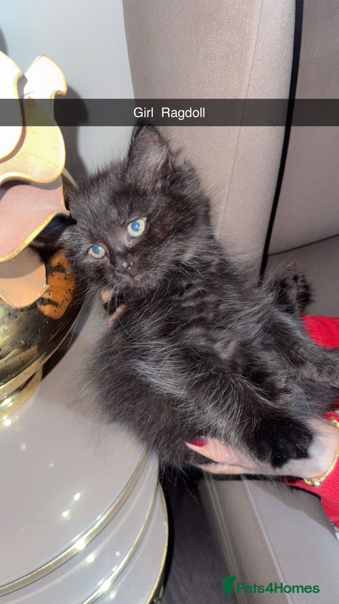 British Shorthair cats for sale: Kitten  - Image 3
