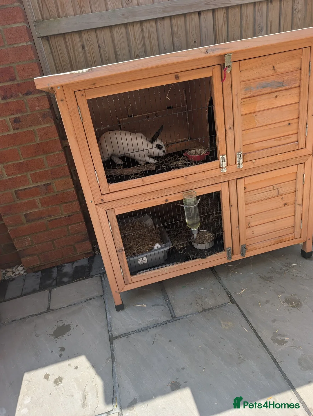 Mixed Breed rabbits for sale: 2 x male bonded rex x lop rabbits with hutch  - Advert 2
