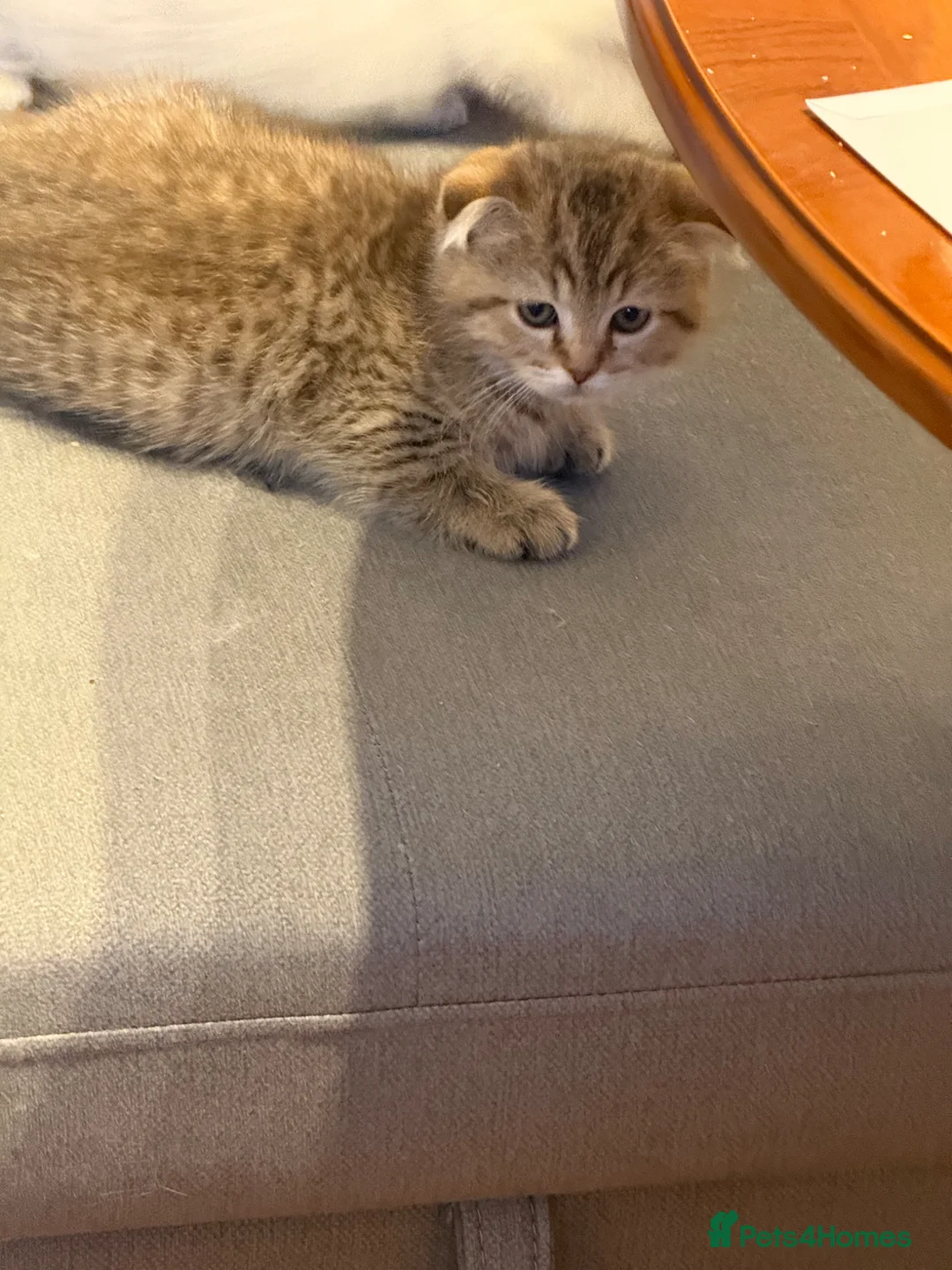 Scottish Fold cats for sale: Male kitten looking for new home in Gravesend - Advert 2