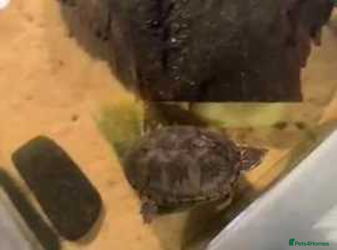 Turtle reptiles for sale: Musk Turtle with Full Setup - Regina - £100.00 - Image 3