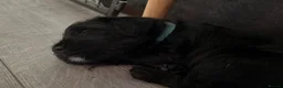 Patterdale Terrier dogs for sale: Patterdale/jack puppies **NEW YEAR NEW ADDITION♥️* - Advert 21