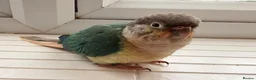 Conures birds for sale: Ready Now: Hand-Reared Baby Conures - Advert 5