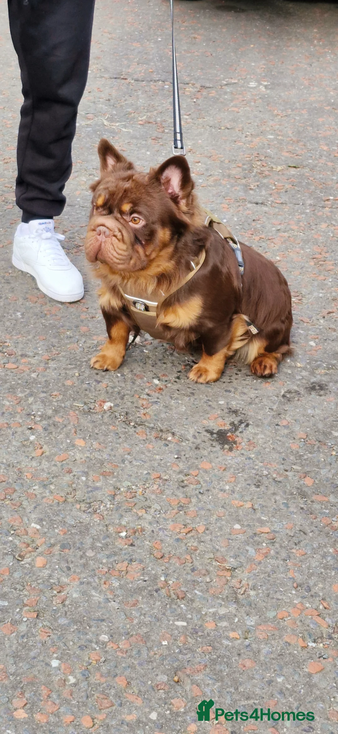 French Bulldog dogs for stud: Fluffy Rojo & Cherry Tan Big** STUD From £500 - Advert 2