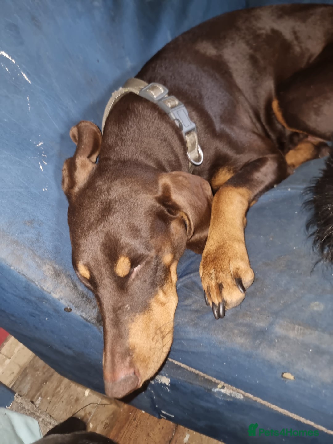 Mixed Breed dogs for sale: Doberman X Labrador puppies  - Image 6