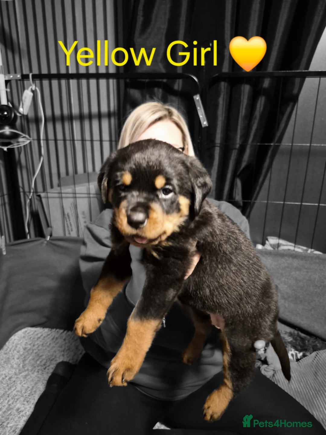 Rottweiler dogs for sale: Chunky Rottweiler puppies for sale  - Advert 3