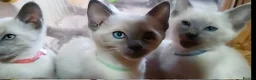 Siamese cats for sale: ONE KITTEN LEFT! READY TO LEAVE TODAY! - Advert 2
