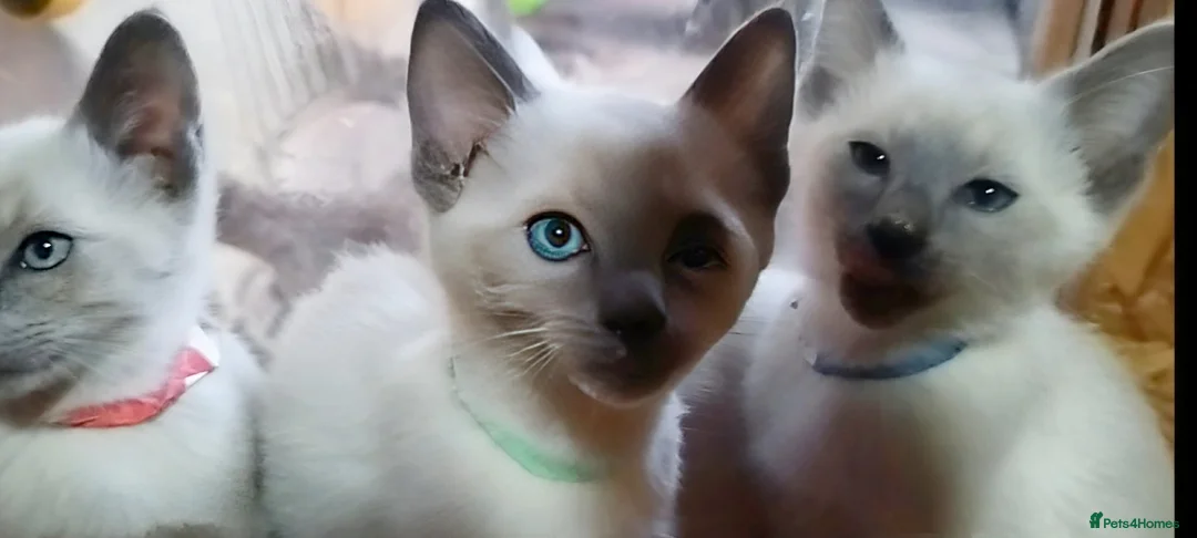 Siamese cats for sale: ONE KITTEN LEFT! READY TO LEAVE TODAY! - Advert 2