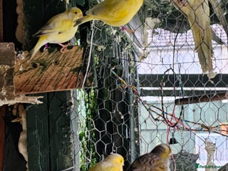 Budgerigars birds Goldfinch and Canarys and budgies and cockatiels - Advert 1