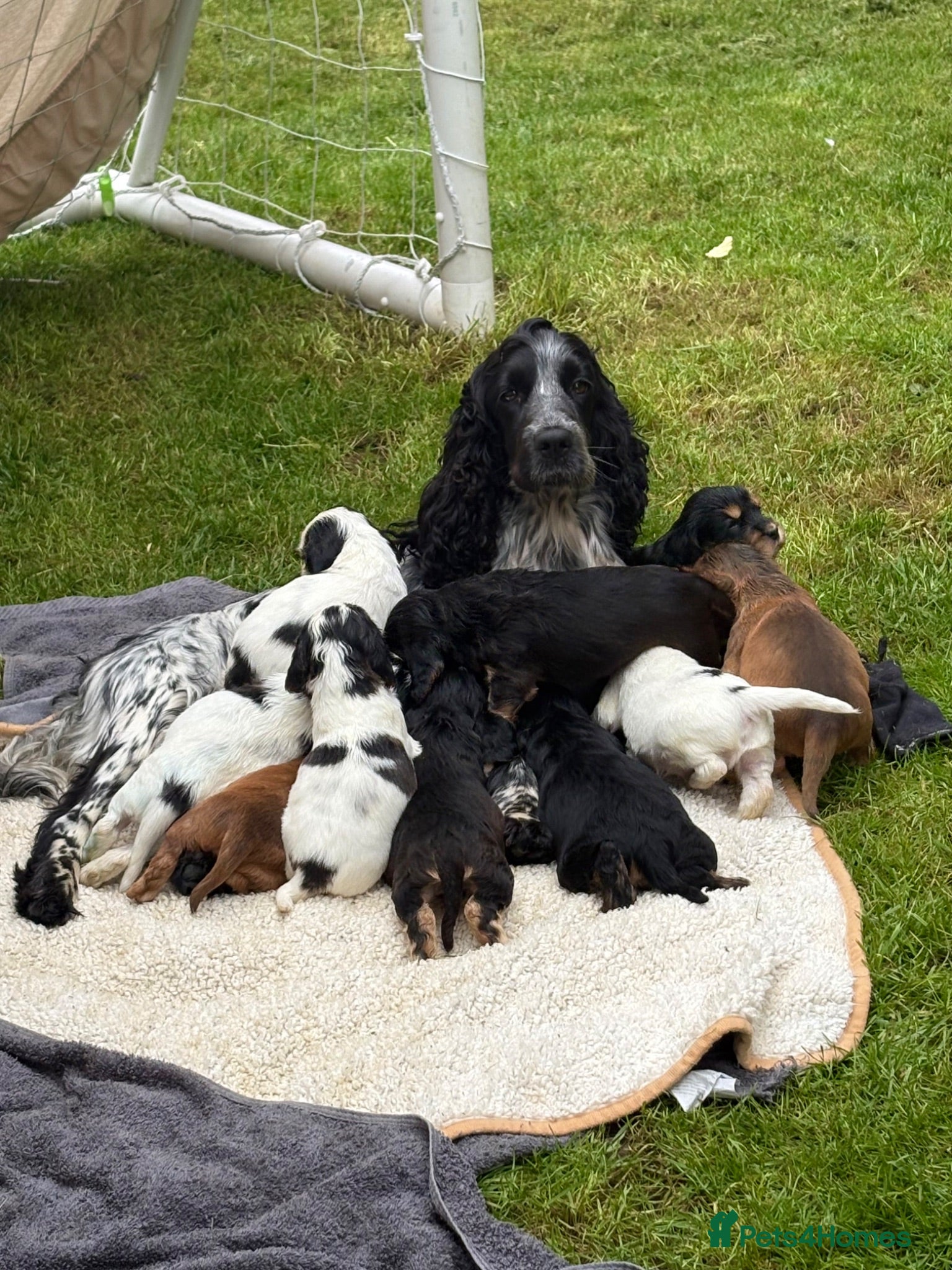 Cocker Spaniel dogs Amazing pups - Advert 1