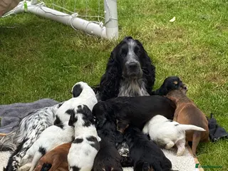 Cocker Spaniel dogs Amazing pups - Advert 1