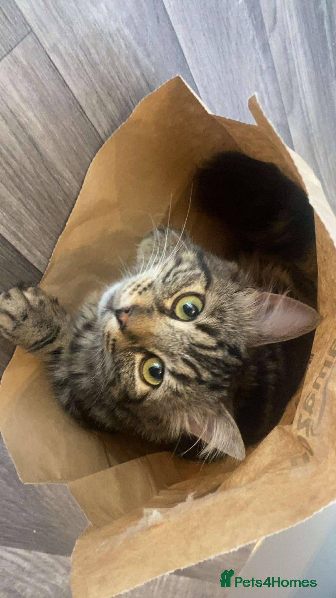 Mixed Breed cats for sale: Main coon cross  - Advert 2