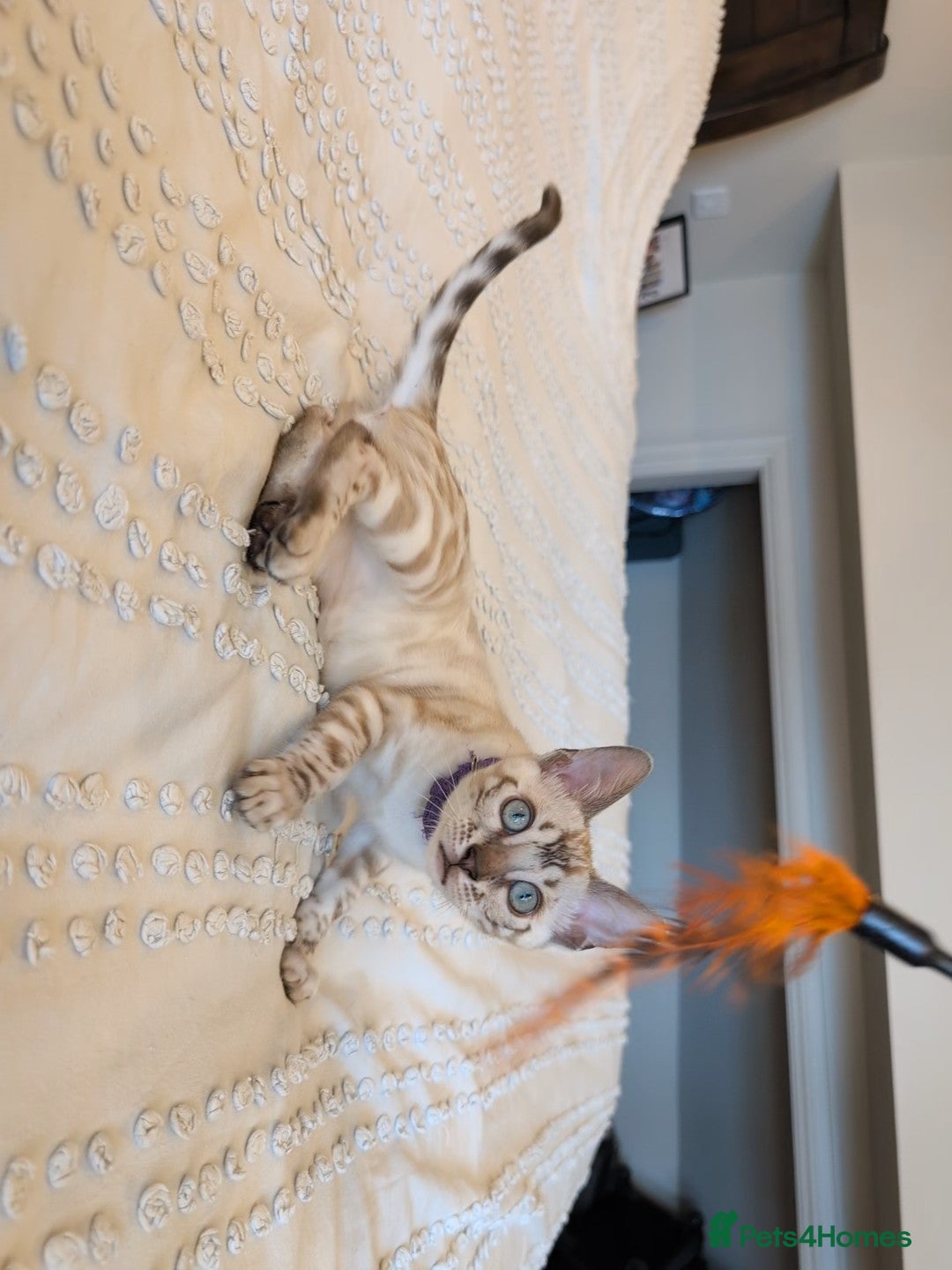 Bengal cats for sale: 🤍🖤🩶 Bengal Kittens 🩶🖤🤍 in Barnoldswick - Image 16