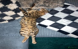 Bengal cats for sale: Bengal male cat  - Image 3