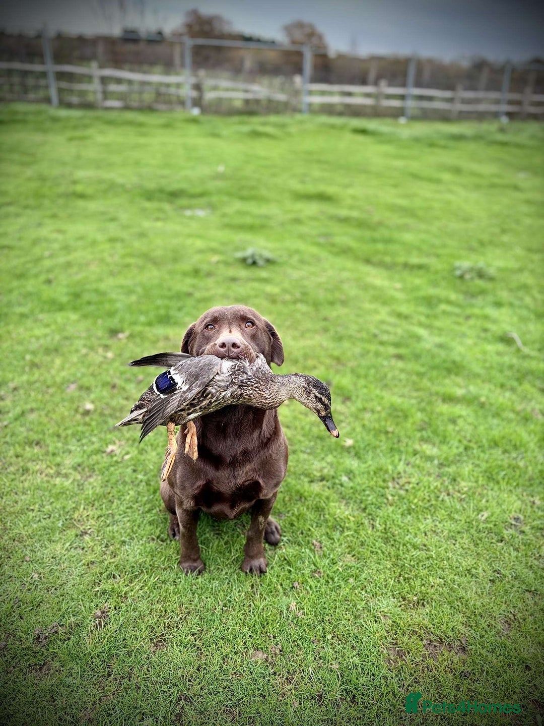 Labrador Retriever dogs for sale: Rolo Looking for a new home  - Image 1