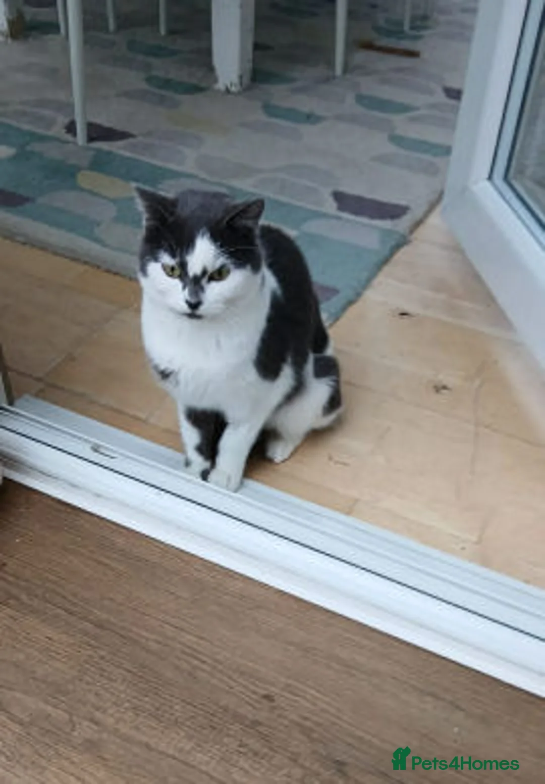 Mixed Breed cats for adoption: Judy. - Advert 9