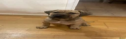 Boerboel dogs for sale: Boerboel puppies - Advert 15