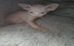 Sphynx cats for sale: Shuga Candi - Image 11