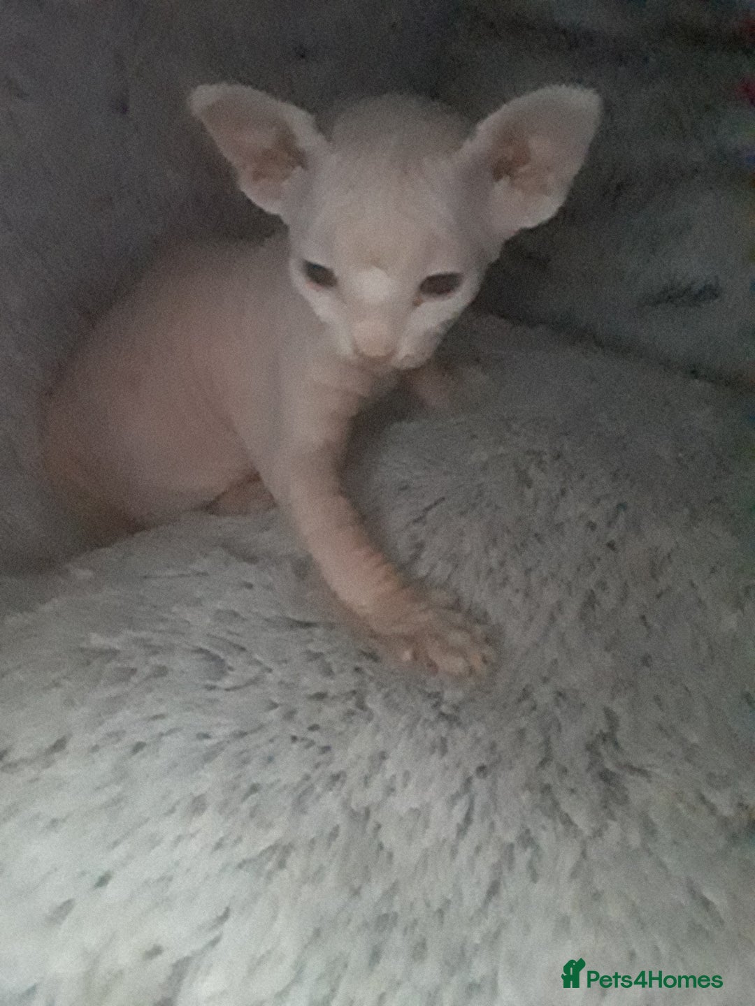 Sphynx cats for sale: Shuga Candi - Image 11