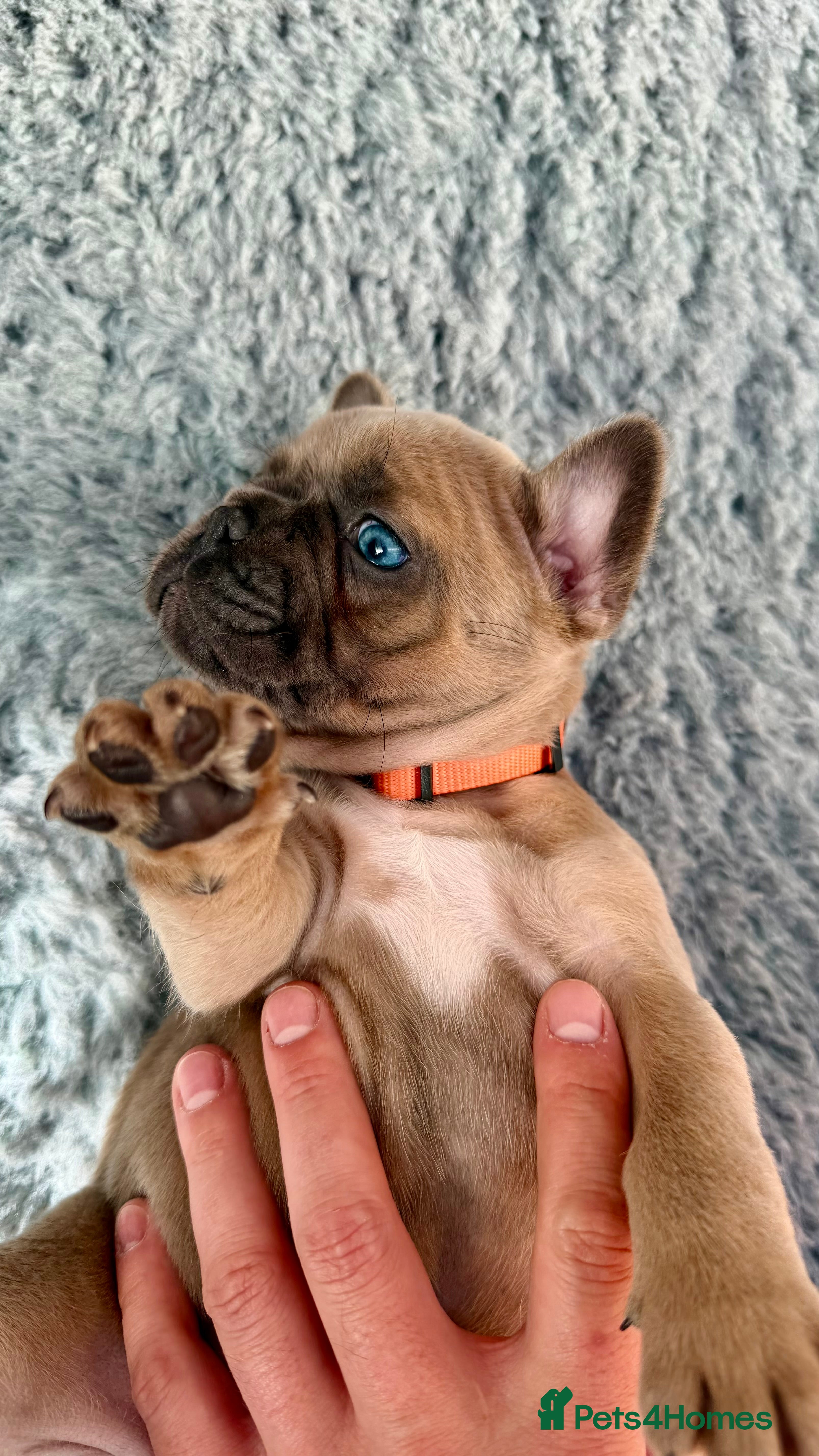 French Bulldog dogs KC reg, French Bulldog pup is looking for family  - Advert 2