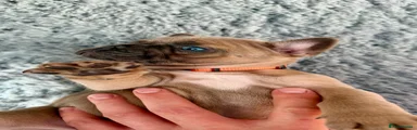 Orange Boy