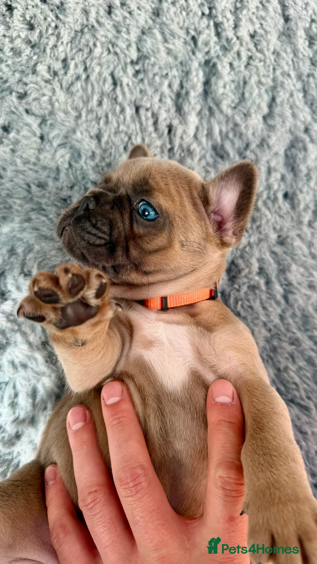French Bulldog dogs for sale: KC reg, French Bulldog pup is looking for family  - Advert 2