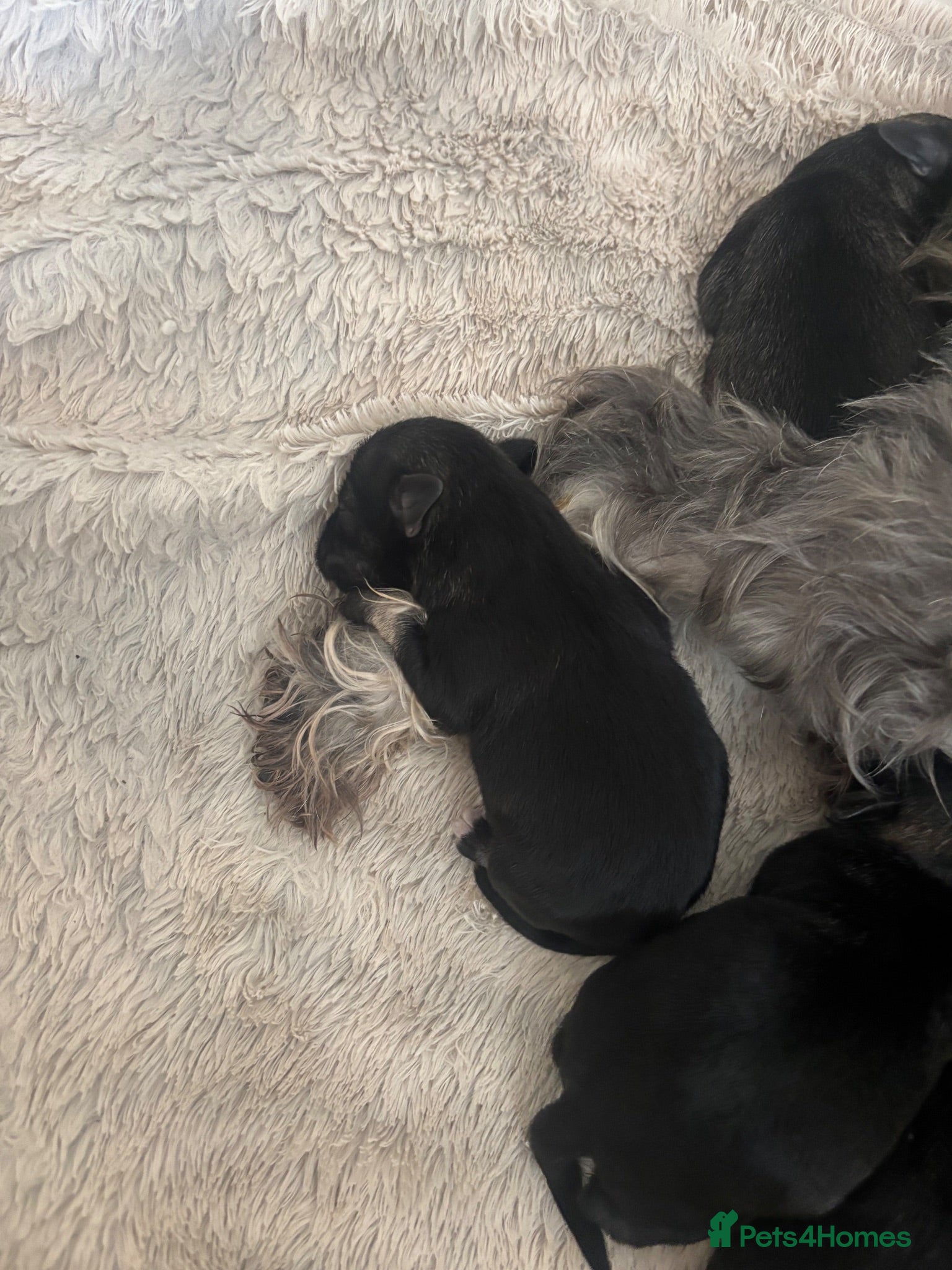 Miniature Schnauzer dogs Miniature schnauzer  - Advert 2