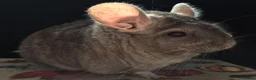 Chinchilla rodents for sale: A verity of Chinchillas rpa/rpac - Advert 24