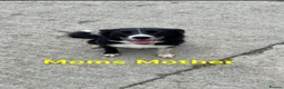 Border Collie dogs for sale: Well brought up border collie puppies  - Advert 15