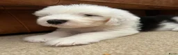 Old English Sheepdog dogs for sale:  Blue Eyes Old English Sheepdog Puppies  - Advert 13