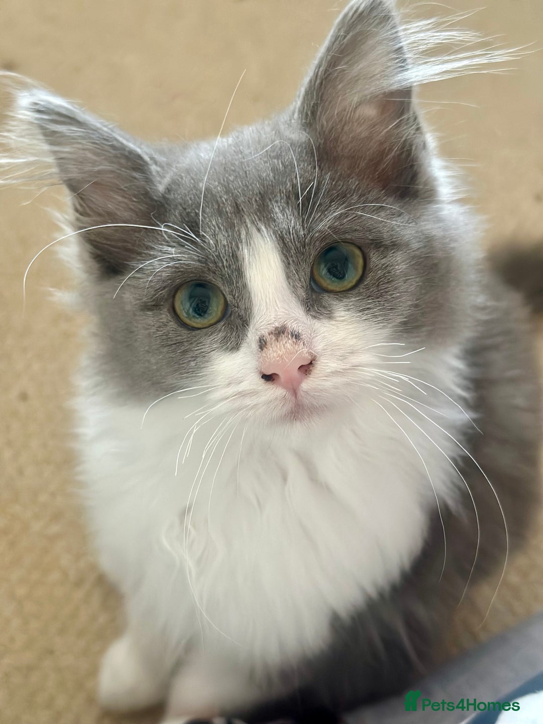 Ragdoll cats for sale: 4 stunning super fluffy 3/4 ragdoll kittens  - Advert 5