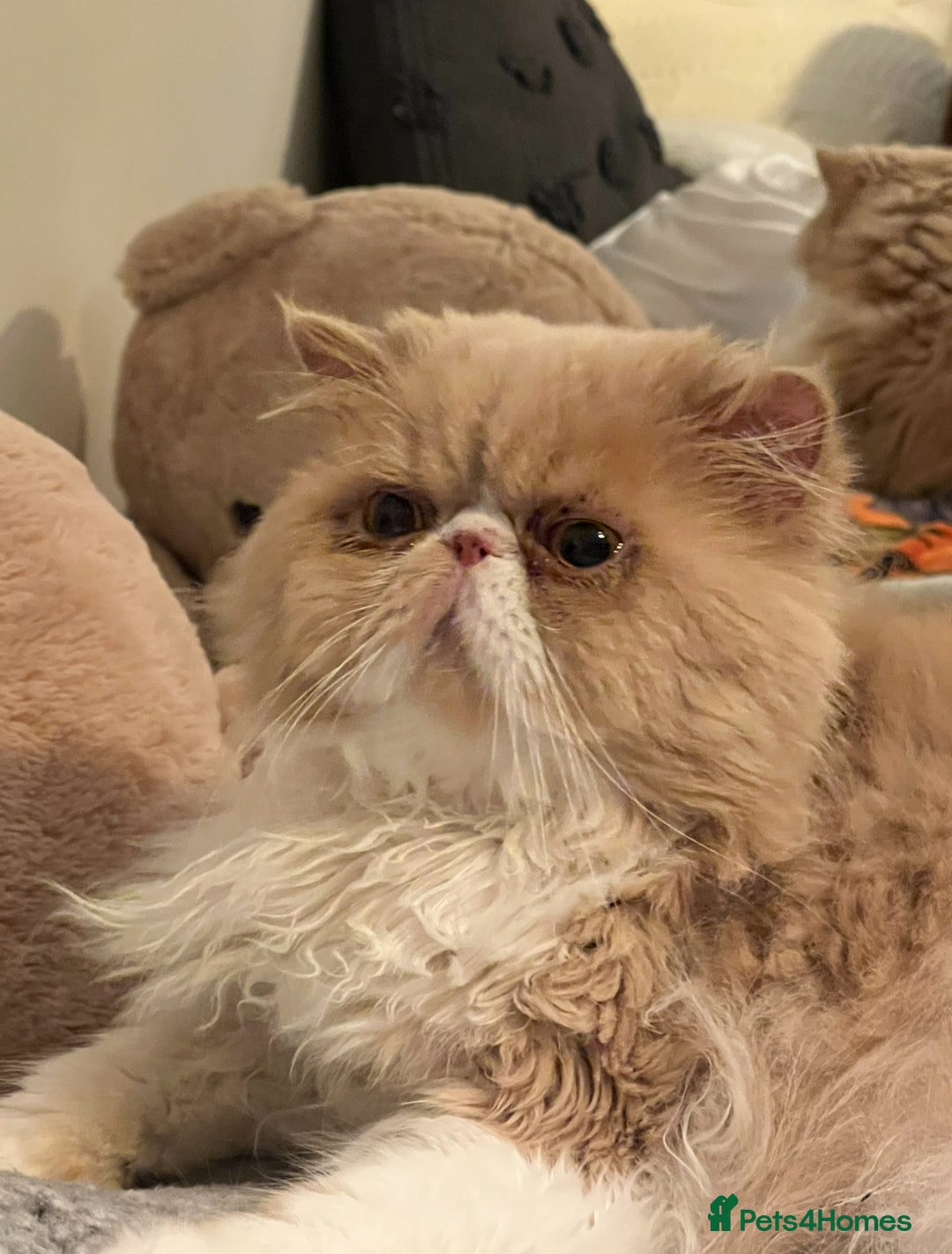 Persian cats for sale: Male Half Persian Kitten  - Image 6