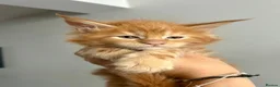 Maine Coon cats for sale: TICa reg 9 XXL Massive Red Kittens - Advert 37
