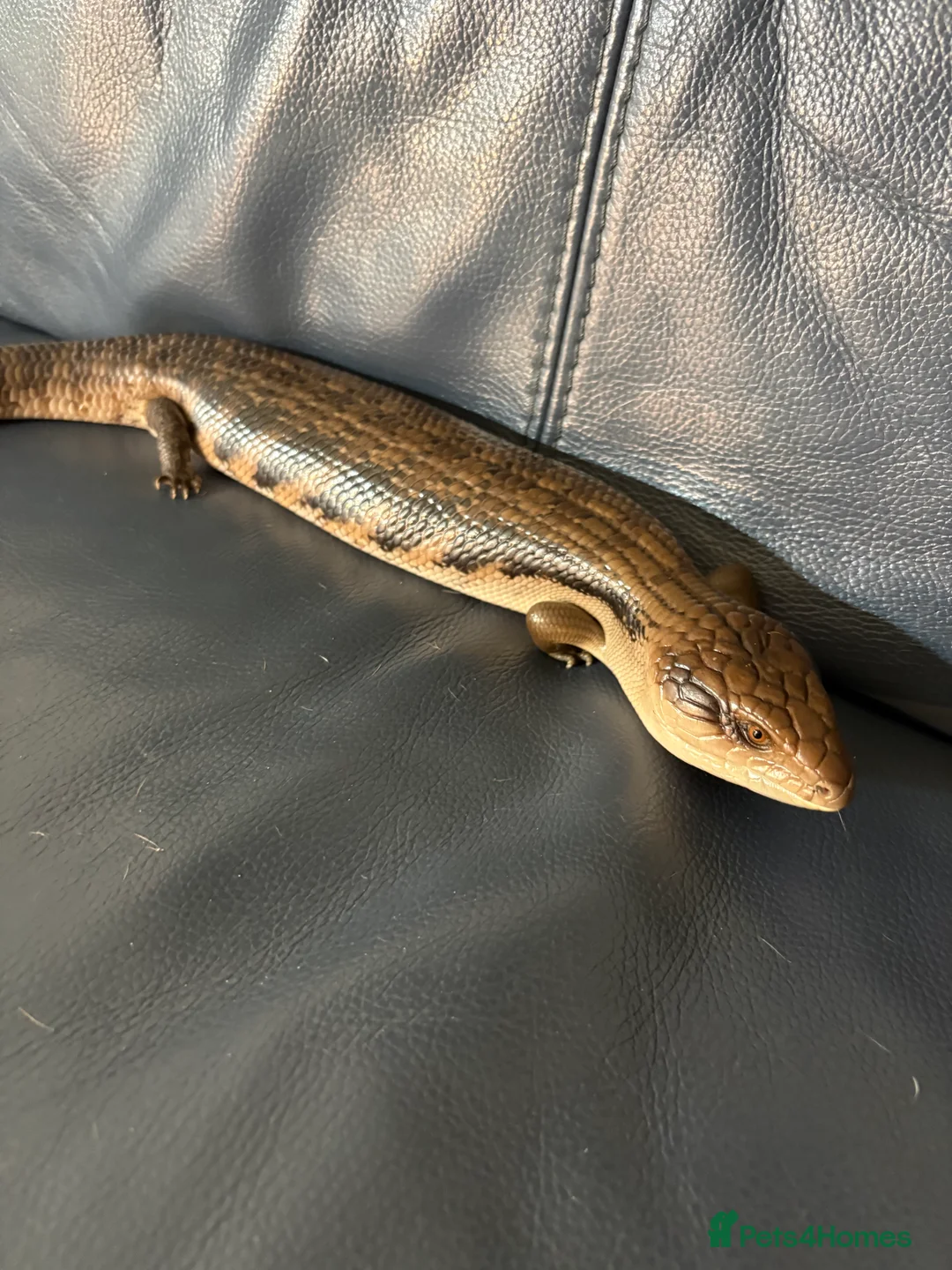 Skink reptiles for sale: Northern blue tongue skink  - Advert 1