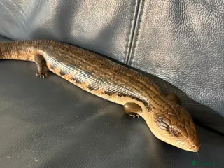 Skink reptiles Northern blue tongue skink - Advert 13