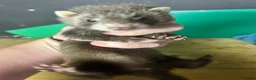 Ferret rodents for sale: Baby Ferret - Advert 12