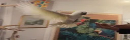 Cockatoo birds for sale: Triton Cockatoo - Beautiful Tame Trained & Social  in Stroud - Advert 15
