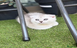 Scottish Fold cats for sale: 🐱 One boy left 🐱 Open for offers ❤️ - Image 11