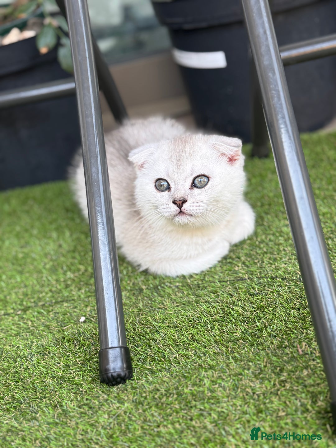 Scottish Fold cats for sale: 🐱 One boy left 🐱 Open for offers ❤️ - Image 11