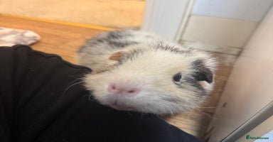 Guinea Pig rodents - Advert 3