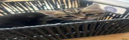 Mixed Breed cats for sale: 3 Beautiful Female Kittens, Black and Two Tabby  - Advert 15