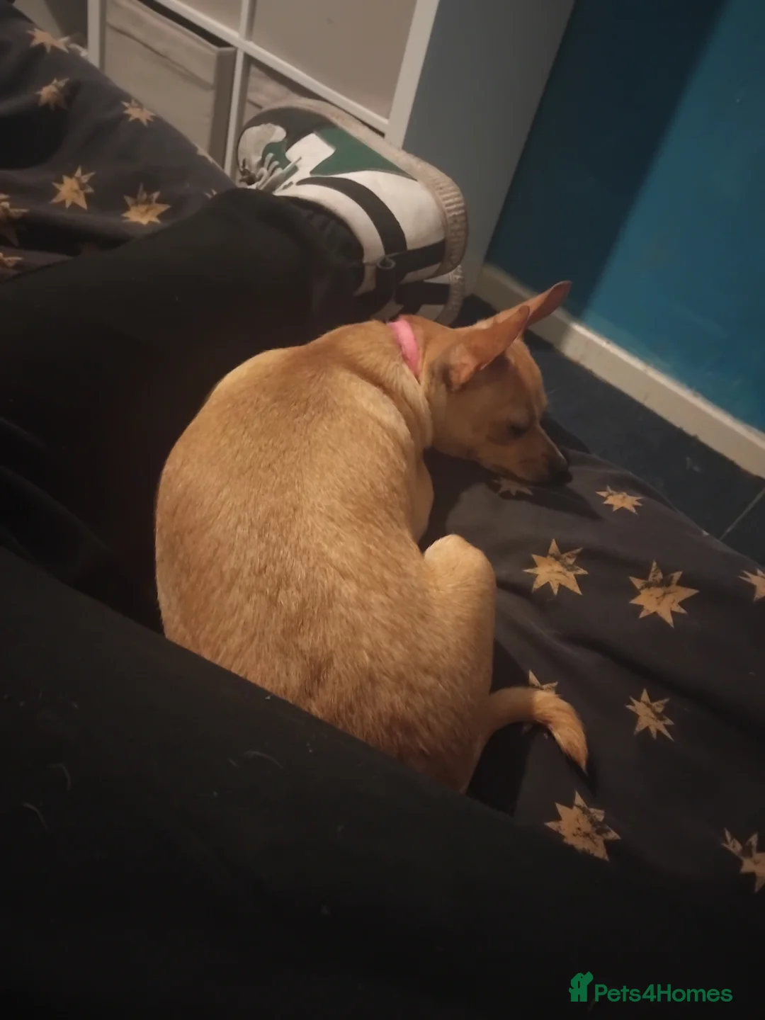Mixed Breed dogs for sale: Beautiful Chiuaua cross for sale in Kidderminster - Advert 1