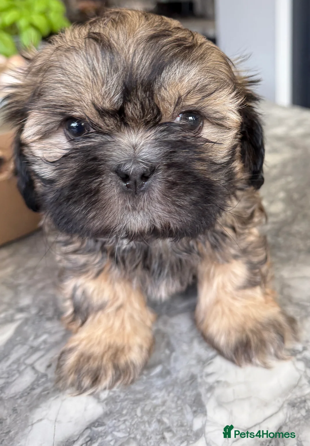 Shih Tzu dogs for sale: Shih Tzu Beauties, Imperial lines - Advert 14