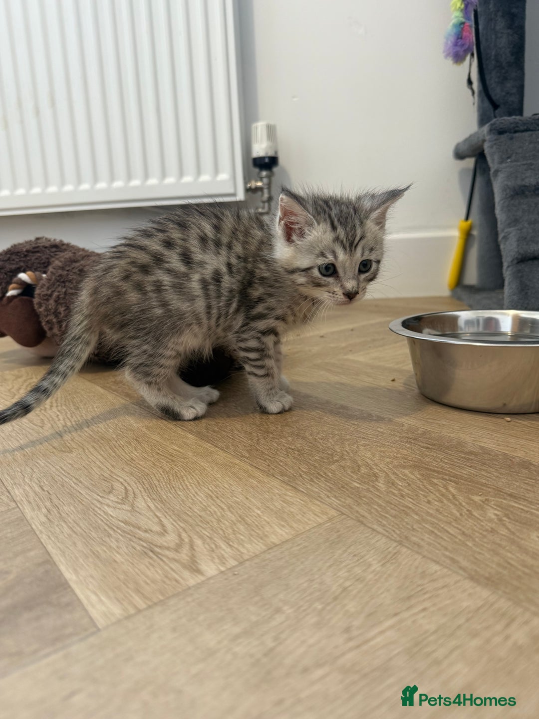 Mixed Breed cats for sale: Maine Coon x Savannah Kittens - Advert 27