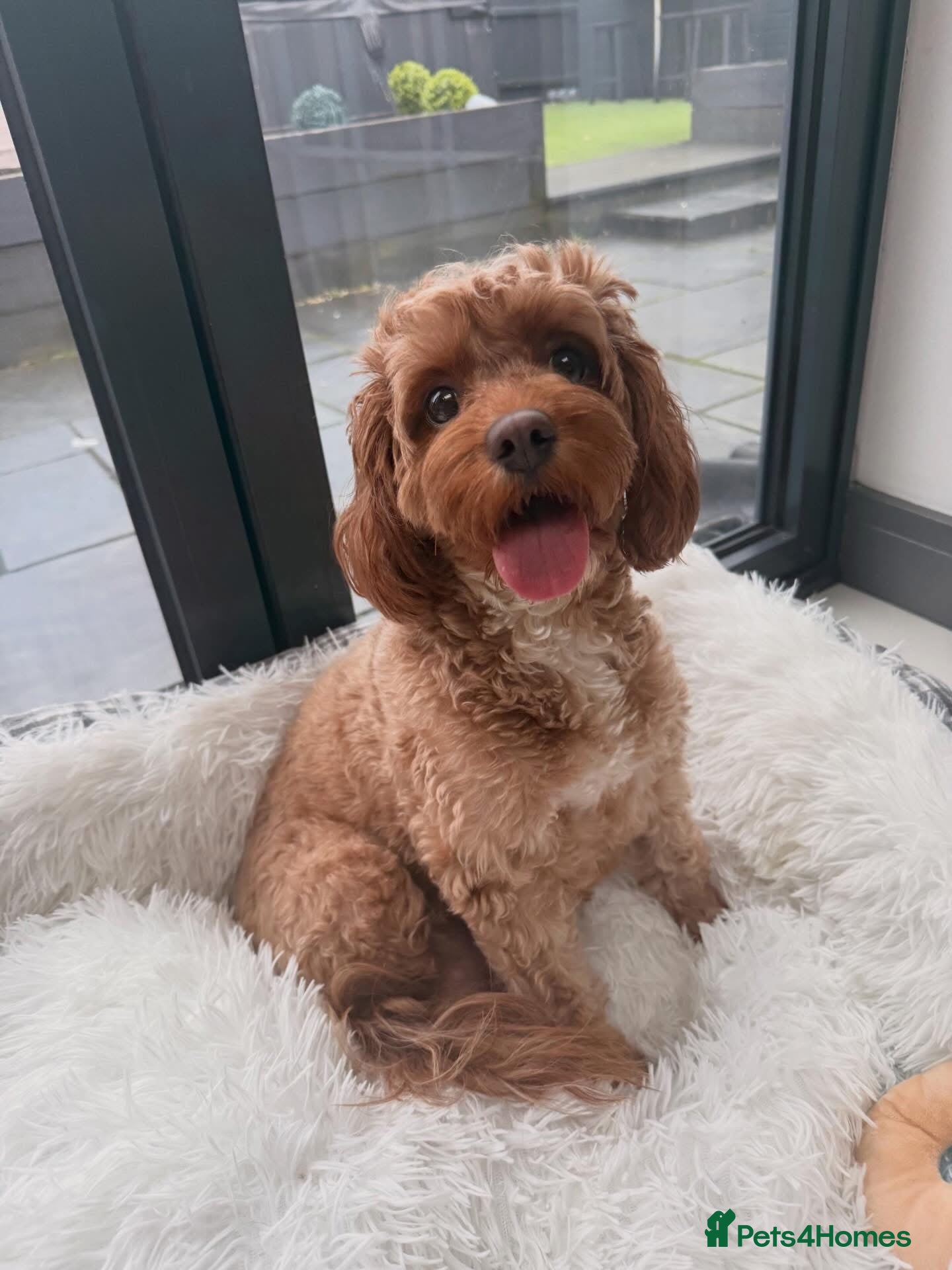 Cavapoo dogs Beautiful Litter of 5 F1b Toy Cavapoo's  - Advert 4
